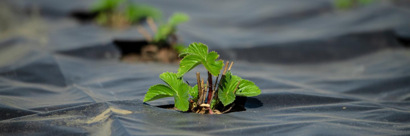 Rows of young strawberry plants at Huerta del Valle (HdV) a 4-Acre organic Community Supported Garden and Farm in the middle of a low-income urban community, where Co-Founder and Executive Director Maria Alonso and U.S. Department of Agriculture (USDA) Natural Resources Conservation Service (NRCS) Redlands District Conservationist Tomas Aguilar-Campos work closely as she continues to improve the farm operation in Ontario, California, on Nov. 13, 2018.
USDA NRCS has helped with hoop houses to extend the gro