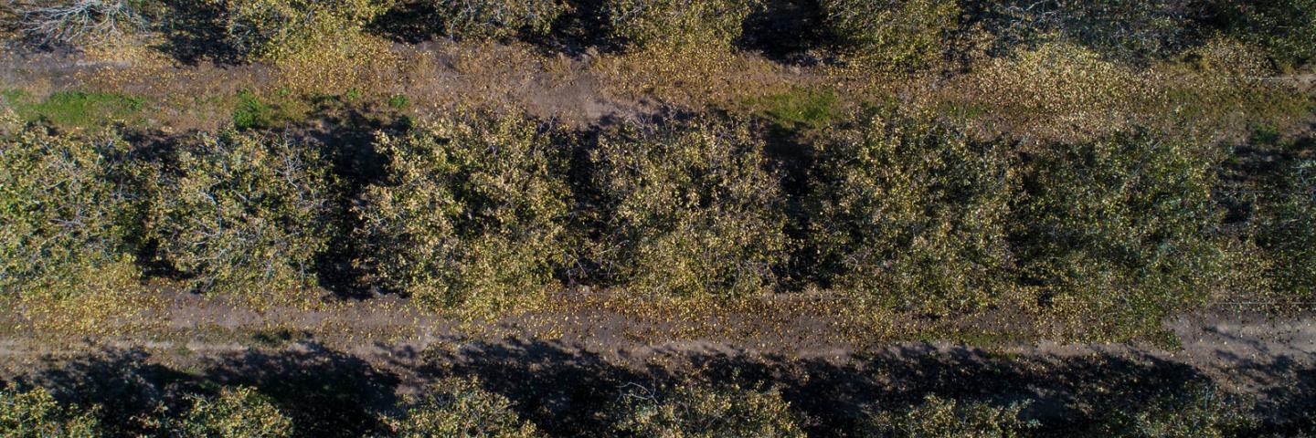 Aerial views of Forever Grateful Ranch where owner Jim Chew grows pistachios, in Chowchilla, CA, about 150 miles east-southeast of San Francisco, on Nov 19, 2018.

Support from the U.S. Department of Agriculture (USDA) Natural Resources Conservation Service (NRCS) included incentive funding toward irrigation water management, soil moisture monitoring, a no-till grass cover crop, nutrient budgeting, and compost applications.

Mr. Chew grew up 20 miles north in Stevenson, CA where his father raised beef-cows.