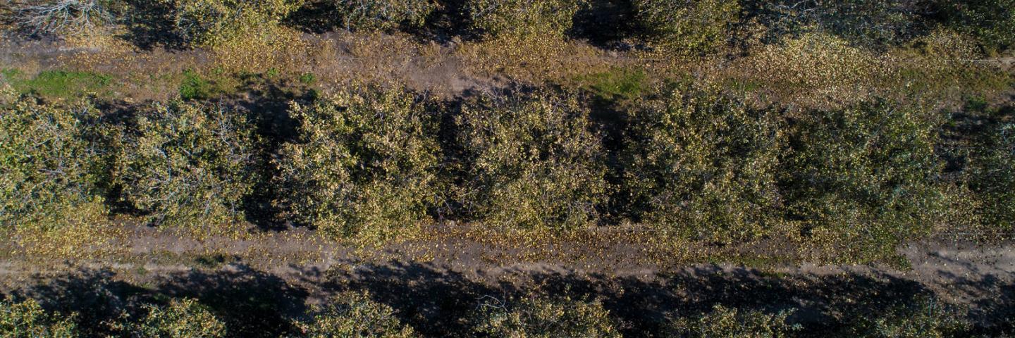 Aerial views of Forever Grateful Ranch where owner Jim Chew grows pistachios, in Chowchilla, CA, about 150 miles east-southeast of San Francisco, on Nov 19, 2018.
Support from the U.S. Department of Agriculture (USDA) Natural Resources Conservation Service (NRCS) included incentive funding toward irrigation water management, soil moisture monitoring, a no-till grass cover crop, nutrient budgeting, and compost applications.
Mr. Chew grew up 20 miles north in Stevenson, CA where his father raised beef-cows.