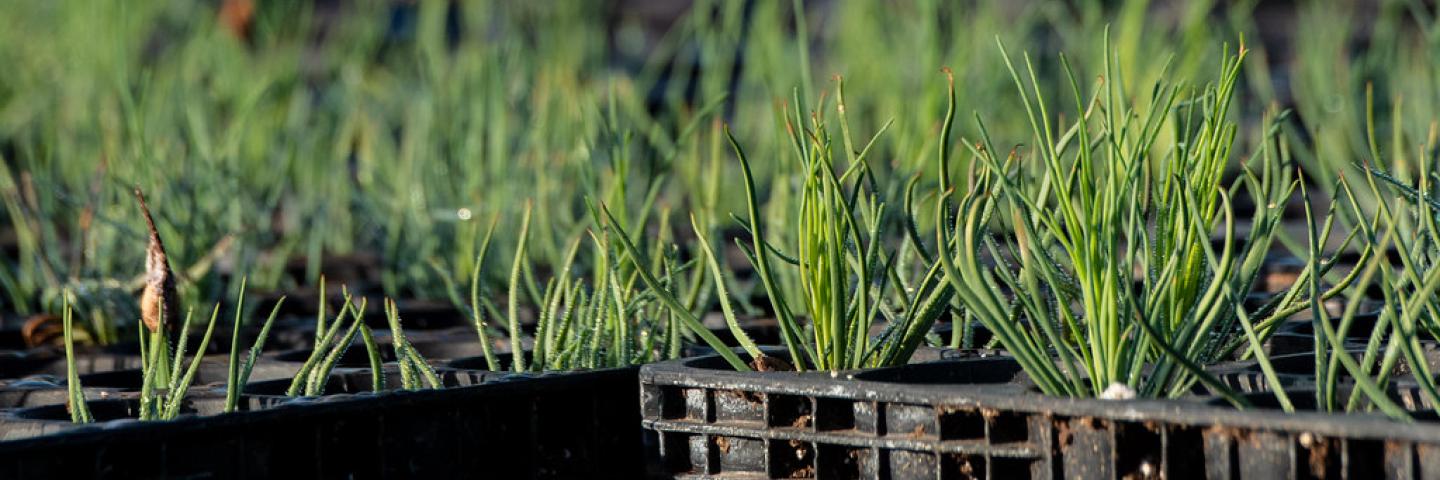 Long-leaf pine seedlings growing on raised beds and irrigated by a pivot micro-irrigation system at Lewis Taylor Farms co-owned by William L. Brim and Edward Walker, one of several crops, such as cotton, peanut, vegetable and greenhouse operations in Fort Valley, GA, on May 7, 2019.  Long-leaf pines are an indigenous tree in the Southeast.  Growers are working to increase the number of this slower growing hearty hardwood tree in this region. 

The Taylor Farms operation includes bell peppers, cucumbers, egg