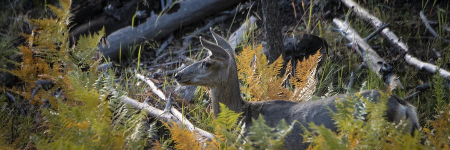 Mule deer (seen here), elk, horses and cattle seek the green grass that still grows late into the season at the U.S. Department of Agriculture (USDA) Forest Service (FS) Apache-Sitgreaves National Forests, where the Heber Wild Horse Territory is home to many feral horses in high central Arizona area, on Sept. 27, 2019. Work has begun to draft proposed actions that balance the feral horse, wildlife, and land management of the forest and private cattle operations. The wildlife in this area also includes elk,