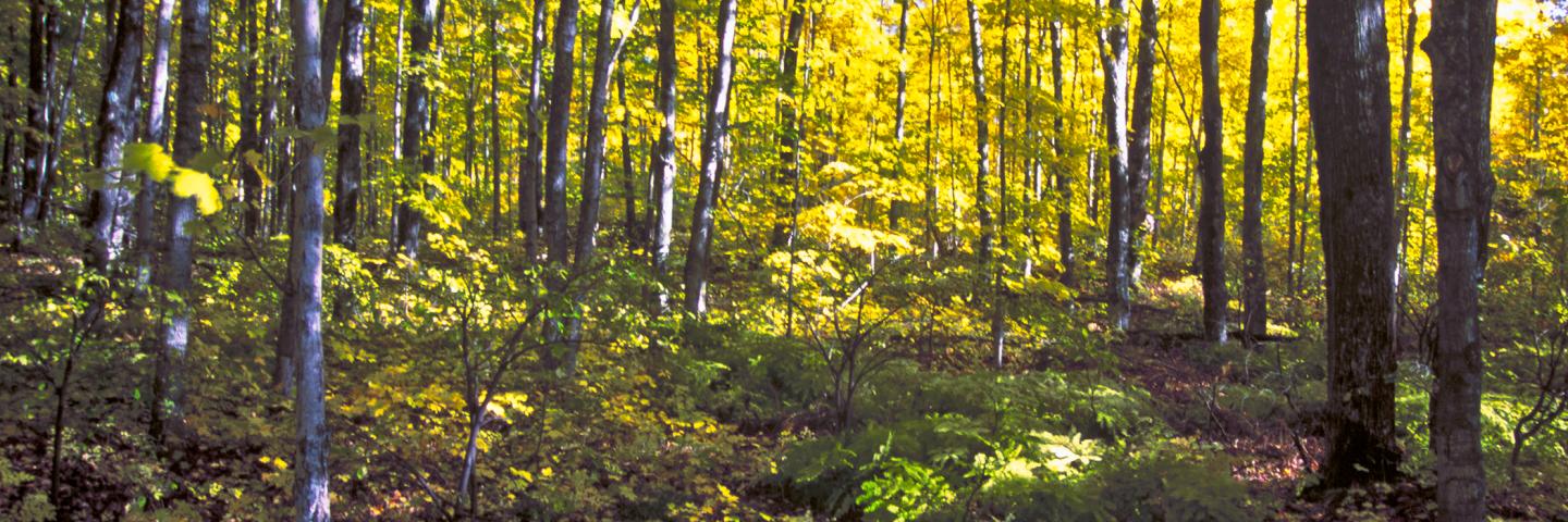 Nature’s color abounds in the Hiawatha National Forest on the Upper Peninsula of Michigan during the fall.  In the National Forests of the United States the beauty and sights are endless. USDA Photo by Bob Nichols.
