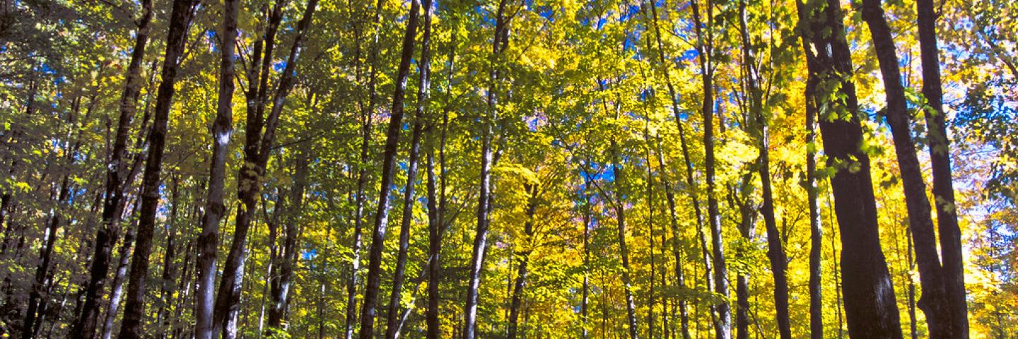 Nature’s color abounds in the Hiawatha National Forest on the Upper Peninsula of Michigan during the fall. In the National Forests of the United States. The beauty and sights are endless. USDA Photo by Bob Nichols.