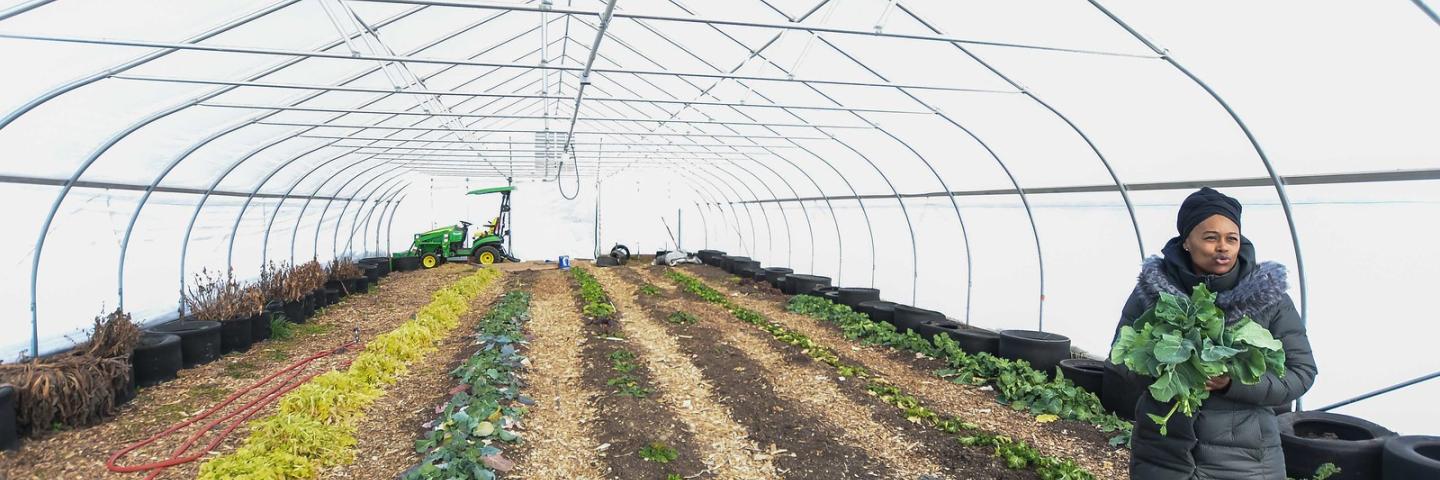 Sharrona Moore, the found of Lawrence Community Gardens, harvests collard greens in the garden's high tunnel on Feb. 2, 2021. The high tunnel was funded in part through the Natural Resources Conservation Services' Environmental Quality Incentives Program (EQIP), which Moore signed up for in 2018. The EQIP funding will also be used to plant a hedgerow at the garden located in Lawrence, Indiana. (Indiana NRCS photo by Brandon O'Connor)