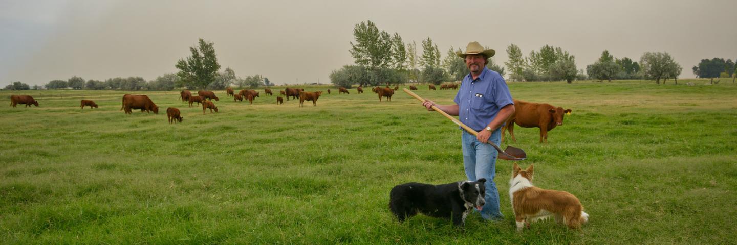 A farmer and his dogs and cattle on his property that is flood-irrigated. Hermiston, Oregon. 8/12/2014 BOR Photo by Kirsten Strough