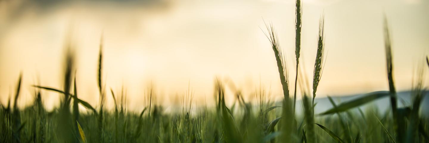 closeup of green grains in a field