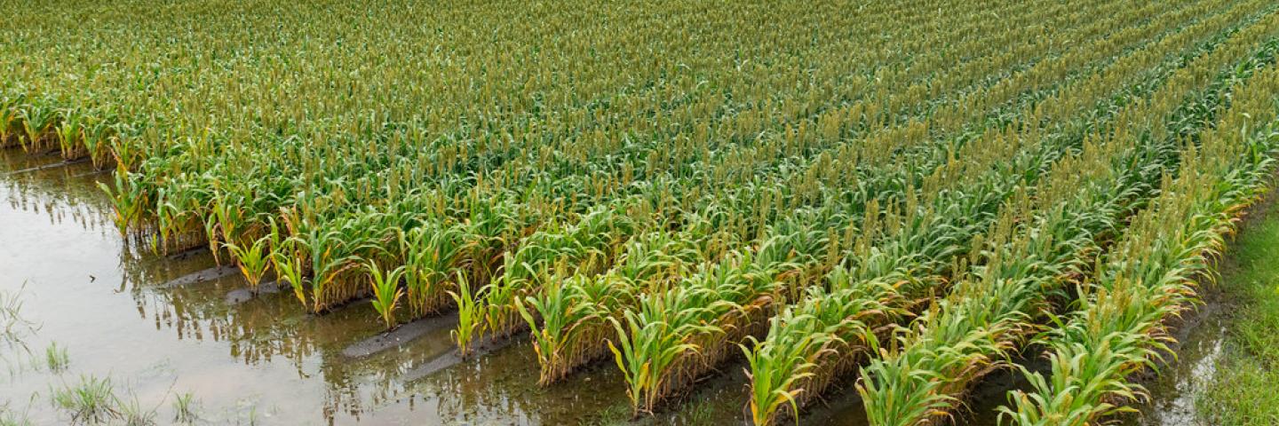 A thunderstorm adds more water to farm fields already saturated with days of heavy rain, during the past week in Bloomington, TX on June 3, 2021. USDA Photo by Lance Cheung.