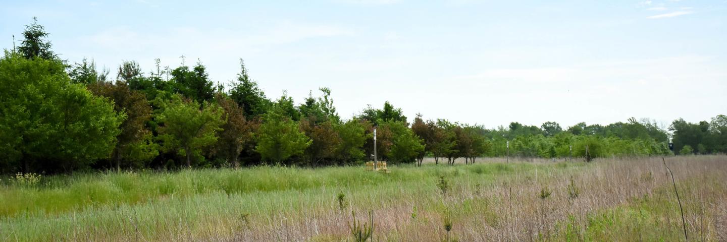 A native grass planting grows on a WRE site in Starke County, Indiana on May 25, 2021. (Indiana NRCS photo by Carly Whitmore)