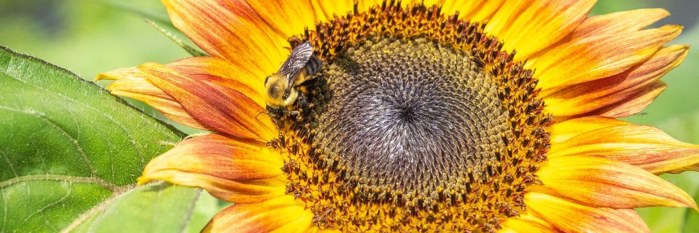 A bee lands on a sunflower at Perkins' Good Earth Farm July 2, 2021. Perkins’ Good Earth Farm is a certified organic farm and Dan and Julie Perkins practice regenerative agriculture including no-till and cover crops. They have enrolled in multiple CRP, CSP and EQIP contracts through NRCS and FSA to plant wildlife habitat and wind buffers and hedgerows, construct high tunnels and assist with their organic certification.  (NRCS photo by Brandon O'Connor)