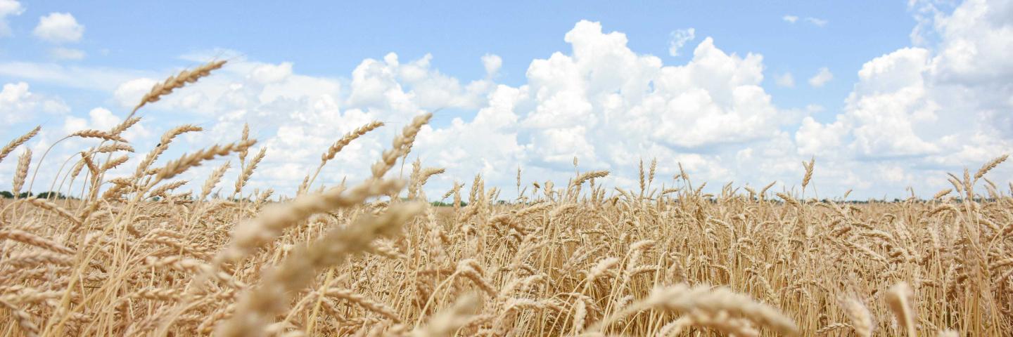 A field of wheat sits in Brownsburg, Indiana on Mike Starkey's farm on June 28, 2021. (NRCS photo by Carly Whitmore)