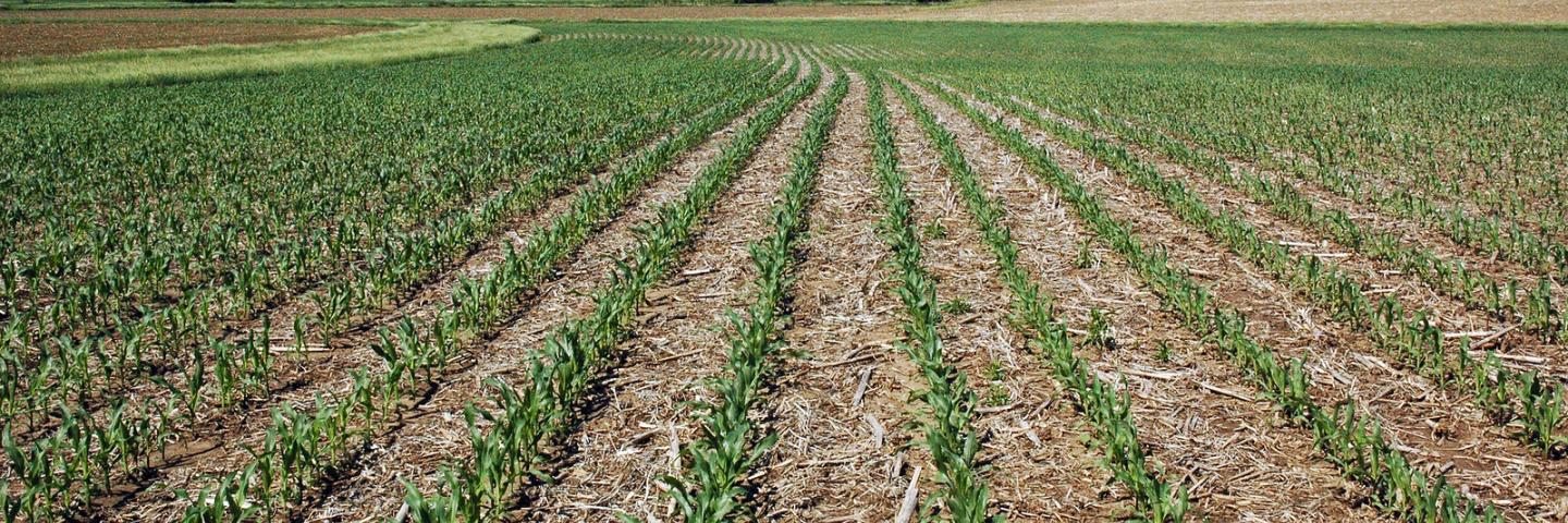 rows in a large corn field
