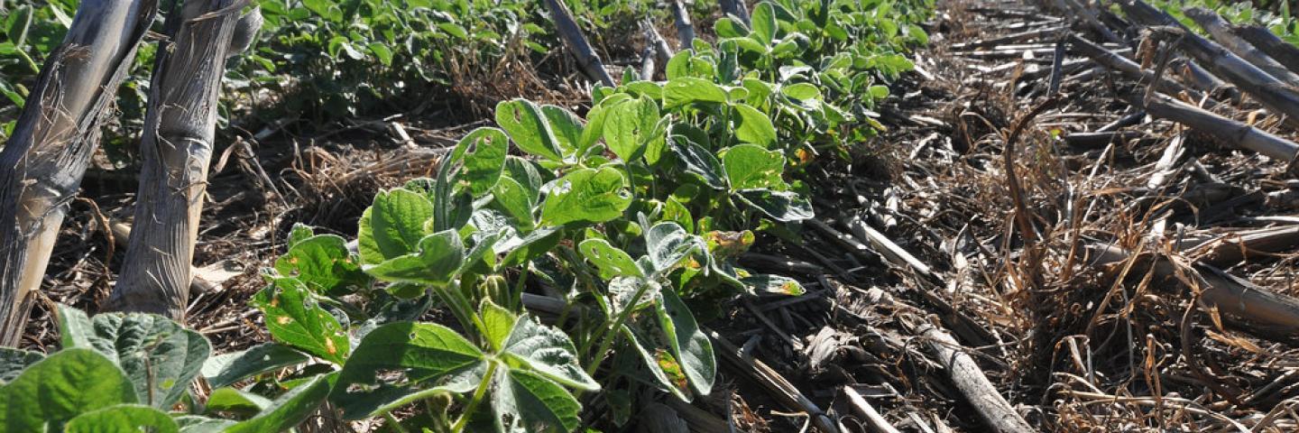 Soybeans grow through a dense blanket of diverse cover crop residue in this Nebraska field. USDA-NRCS photo by Ron Nichols