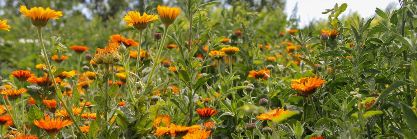 Flowers grow in a field as part of a pollinator planting at Peaceful Belly Farm in Caldwell, Idaho on July 7, 2022. Peaceful Belly has a number of pollinator plantings in order to draw pollinators, such as Monarch butterflies, to their crops. (NRCS photo by Carly Whitmore)
