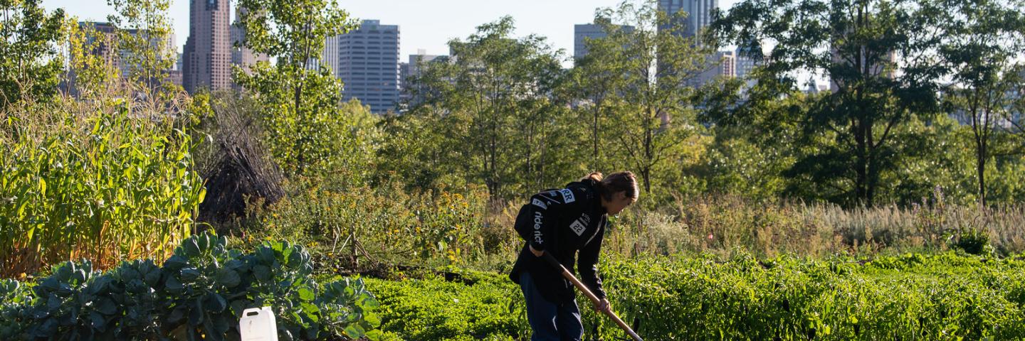 Market Garden youth interns tend to small-crop production at the Rivoli Bluffs Farm in St-Paul, Minnesota, Sept. 28, 2022. 

Since 1997, Urban Roots has provided paid internships to youth on the East Side of Saint Paul. Youth interns develop leadership, entrepreneurial, and life skills through their Market Garden, Conservation, and Cook Fresh Programs. Each year, 75 youth interns, ages 14-24, participate in their progressive, tiered programming, connecting to one another and to the world around them.  

Urb