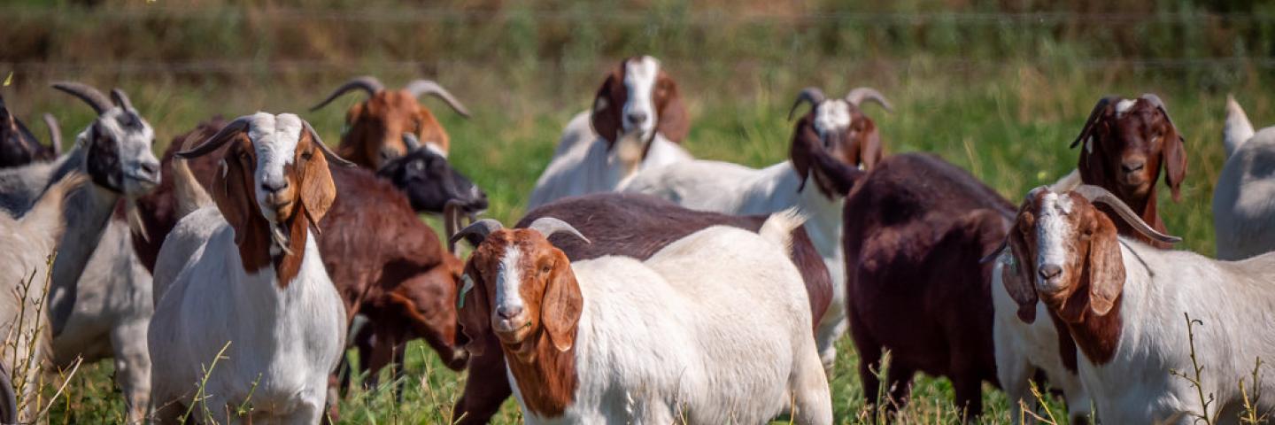 Goats graze in a pasture in Lovelock, NV. 9/13/2023 by USDA/Kirsten Strough