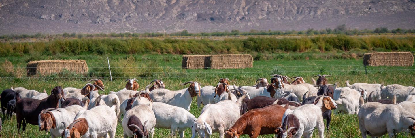 Goats graze in a pasture in Lovelock, NV. 9/13/2023 by USDA/Kirsten Strough