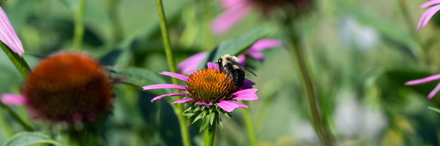 Bees and other pollinators are documented at North Glen PArk, Glen burnie, Md., June 29, 2025. A pollinator is anything that helps carry pollen from the male part of the flower (stamen) to the female part of the same or another flower (stigma). The movement of pollen must occur for the plant to become fertilized and produce fruits, seeds, and young plants. Although birds, bats, and other creatures are also pollinators, insects are the animals that do the bulk of the pollination that affects our daily lives.