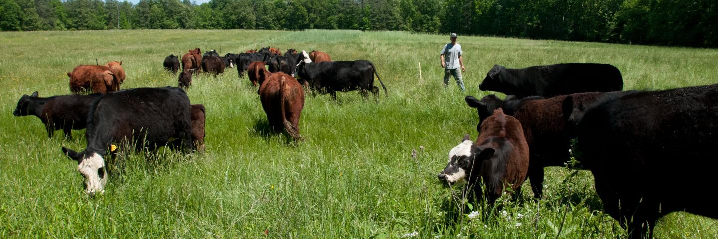Daniel Thompson calls out &quot;Hey Cow&quot; to get the cattle to move on into a fresh pasture for them to graze at the Tuckahoe Plantation, in Goochland County, VA on Thursday, May 5, 2011. His family has owned the plantation since 1935. They are the fourth family to own the plantation, the boyhood home of President Thomas Jefferson from 1745 until 1752, today it is a working farm with cattle, sheep, chickens and rabbits supplying meats to Fall Line Farms a local food hub. Fall Line Farms offers a wide va