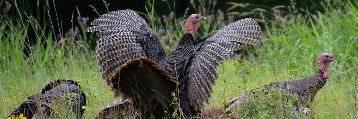 This flock of male turkeys (toms) roamed near a New Hampshire airport.  Research tracking the movements and habits of these birds helped Wildlife Services biologists explore solutions to reduce turkey traffic and boost aviation safety. USDA Photo by D. Bargeron.