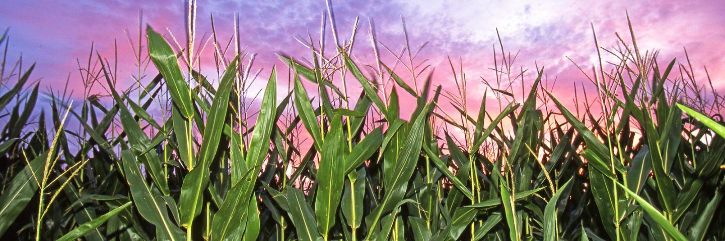 A field of corn grows on Dec. 23, 2011. Photo by Regis Lefebure.