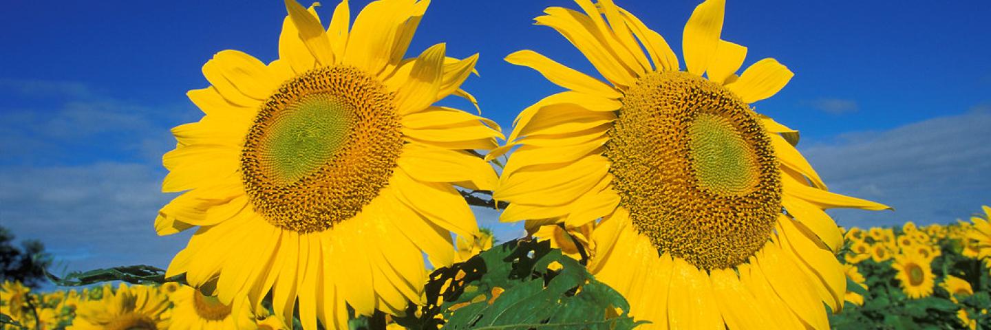 Sunflowers grow in field in Fargo, ND. USDA photo by Bruce Fritz.