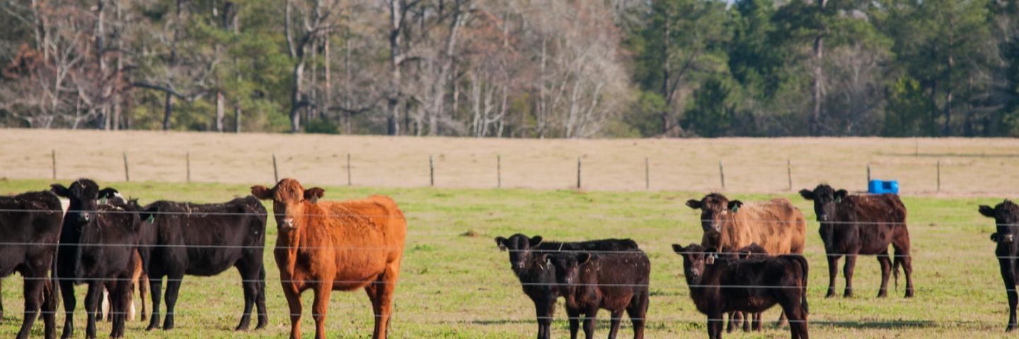 Cattle graze in a pasture on Banamacc Farms in Edison, Calhoun County, GA on Mar. 7, 2013. Banamacc Farms owner Raul Moreno installed concrete pads heavy around a use area around a watering trough. Moreno’s conservation plan calls for cross fencing and concrete pads around watering troughs. Moreno was able to secure funding for the improvements with a USDA NRCS Environmental Quality Incentive Program (EQIP) contract. Moreno mentioned, “NRCS provided me with specifications and designs that assisted me in