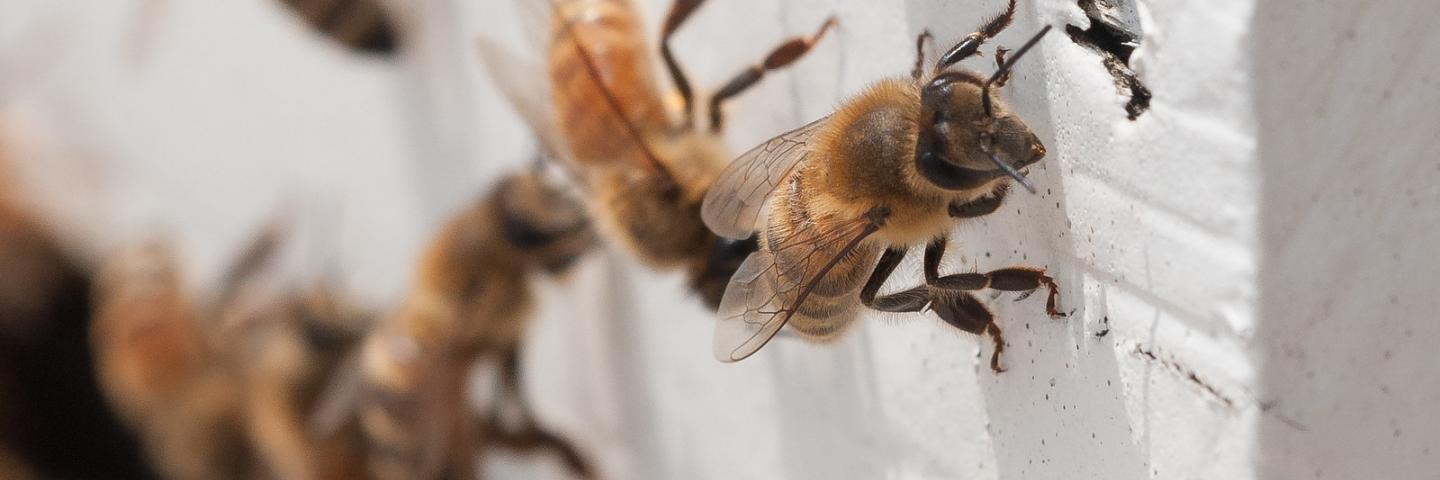 Honey bee with &quot;saddlebags&quot; of pollen attached to thier hind legs return to the U.S. Department of Agriculture People's Garden apiary, atop the headquarters' Whitten Building in Washington, D.C., on Wednsday, May 22, 2013. The bees gather pollen from plants within about two miles to bring back to the hive for food. The activity of gathering from many flowers before returning moves pollen from plant to plant. Bees provide one of the several types pollination methods. USDA Photo by Lance Cheung.