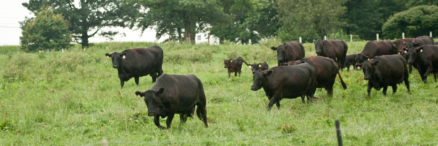 Black Angus cows and calves graze organic pastures, and for added nutrition and variety, they enjoy a daily feeding of sweet silage at Nick’s Organic Farm, owned by Nick Maravell, in Adamstown, MD on Friday, July 12, 2013. The white plastic wrapped bales of pasture grass and alfalfa have been fermenting for months to create sweet silage that stores well and can be used to feed cattle at varying amount all year long. The fermentation process sweetens the taste and increases the vitamin levels. The farm pro