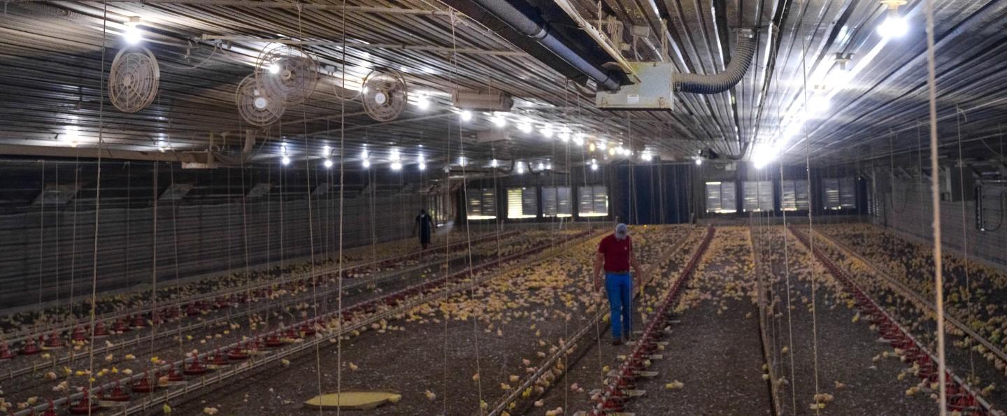 Two men walking in large chicken coop among hundreds of chicks