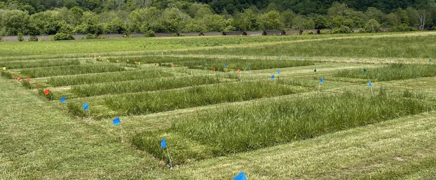 WV Plant Materials Center hayland test plot