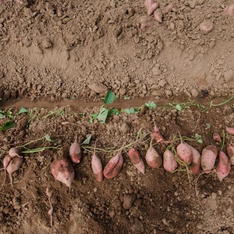 Red potatoes in dry soil