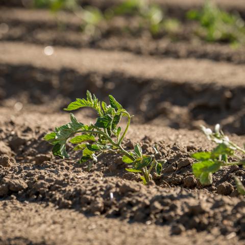 Soil Field