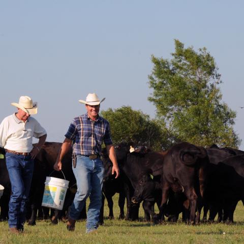 Farmers feeding angus cattle.