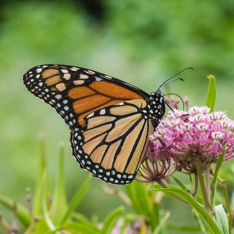Monarch Butterfly feeding on nectar from a flower.