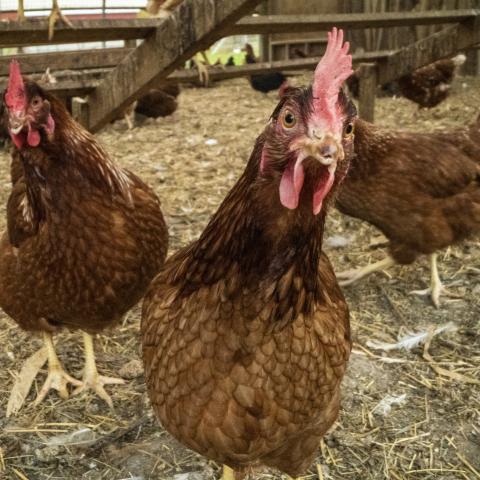 Chickens in a barn