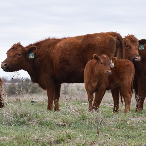 A calf stands with the heifers as they scout out new grazing grounds.