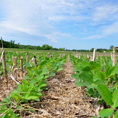 No-till soybeans grow through last year's corn residue on the Betts Farm in Guthrie County, Iowa.