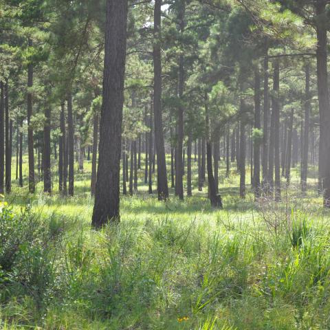The Winston 8 Tree Farm uses an open pine system.