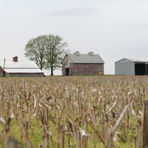 rural farm scene with crop residue