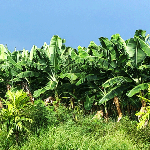 Banana fields in Sabana Grande, Puerto Rico