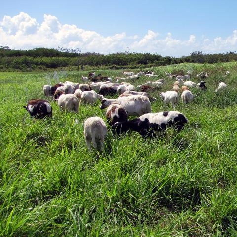 Goats and sheep grazing healthy pasture in St. Croix, USVI.