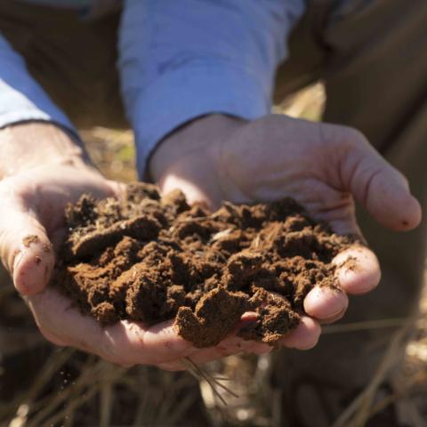 Healthy soils found in the crop fields at Broadview Agriculture.