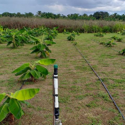 Drip irrigation of banana fields in the St. Croix Community Gardens.