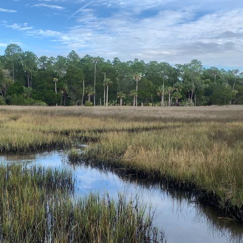 Photo of a Wetland in North Central Florida