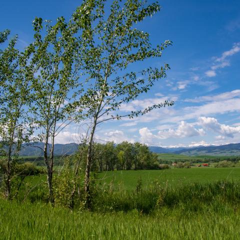 The distant city of Bozeman viewed from agricultural land in the nearby hills.