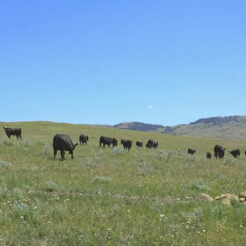 Livestock grazing in Big Horn County, Montana.