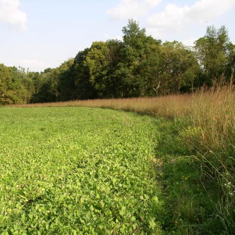 A native warm season grass filter strip at the edge of a green crop field captures sediment and nutrients.