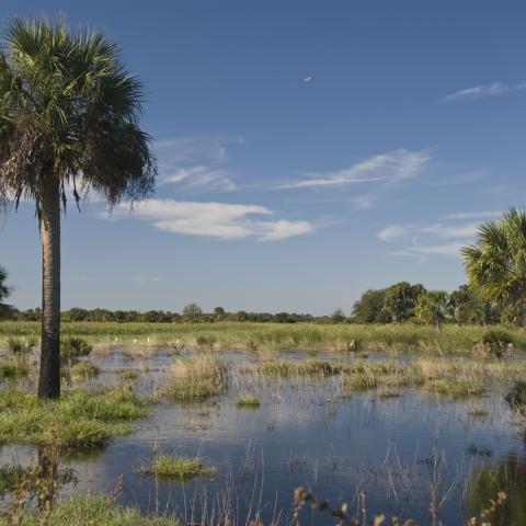 Florida landscape with palm trees, field and water.