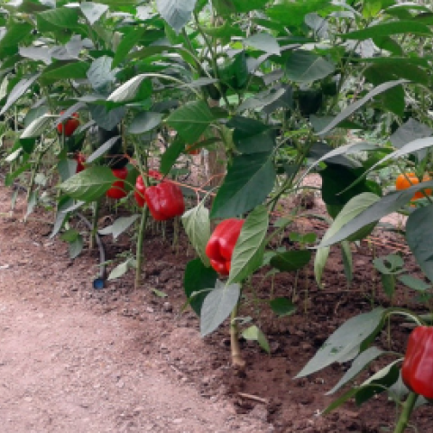 Pepper plants in high tunnel