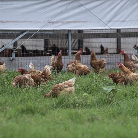 Free range chickens at Benson Family Farm in Lorena, Texas.